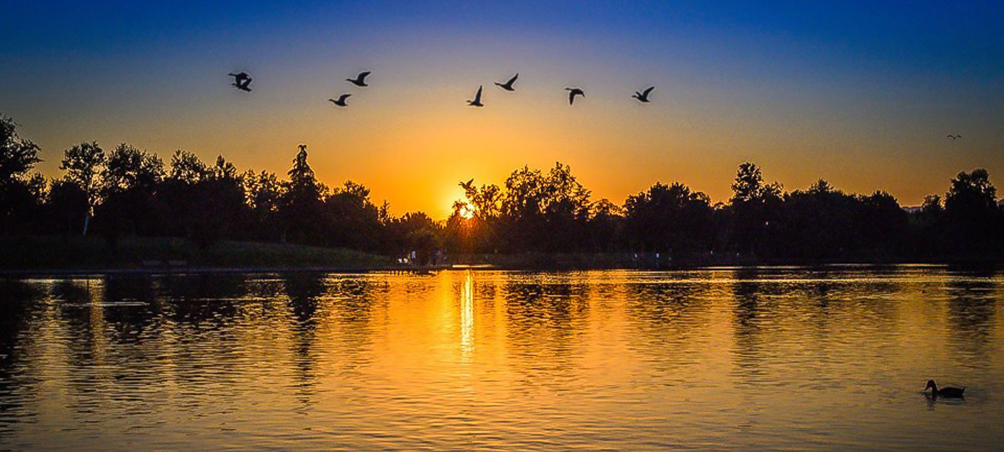 Golden sunset and birds over the water in Georgia's lake country